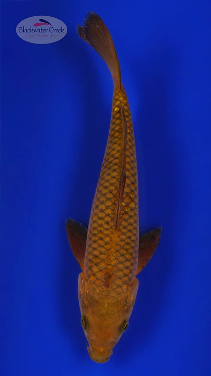 Chagoi 8 inches [ESH13-52626-5]