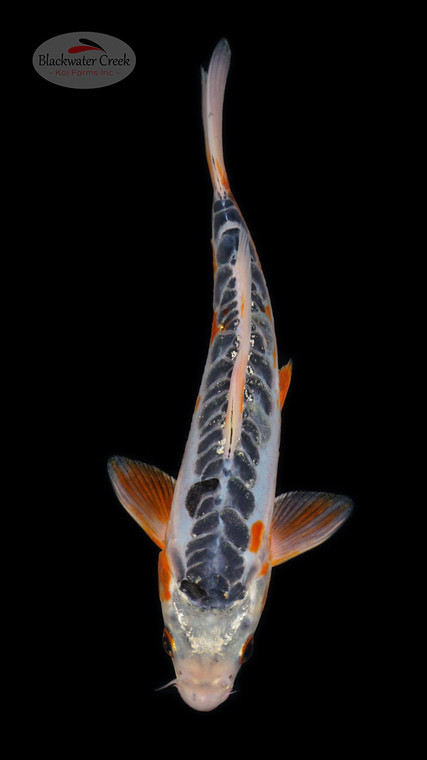 Shusui 9 inches [ESH13-52626-9]