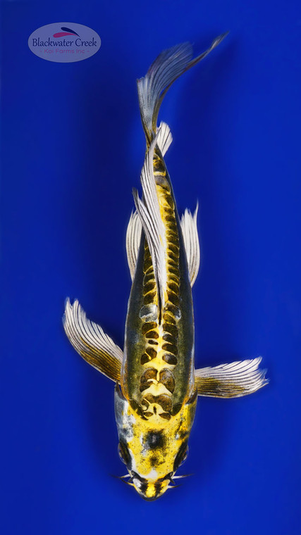 Kin Kikokuryu 8 inches [ESH17-52626-4]