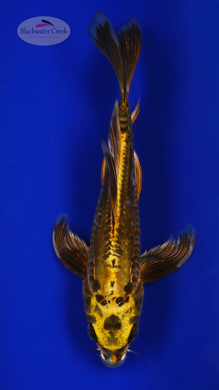 Kin Kikokuryu 10 inches [ESH20-52626-8]