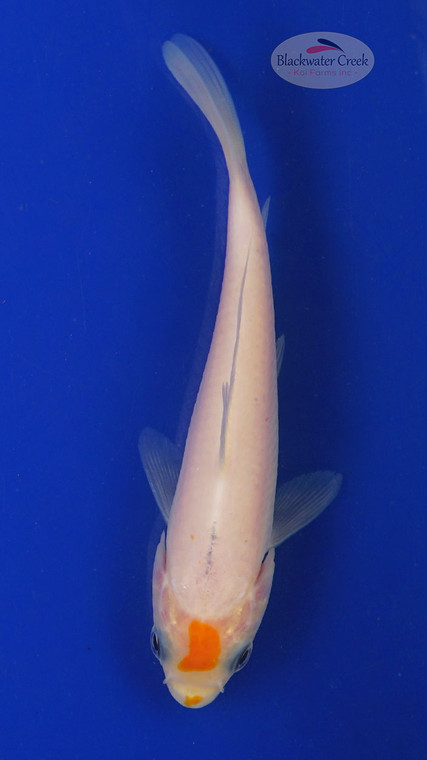 Koi 529 3-4 inches[PW-T3-529]