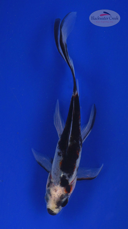 Goldfish 531 3-4 inches [PW-T3-531]
