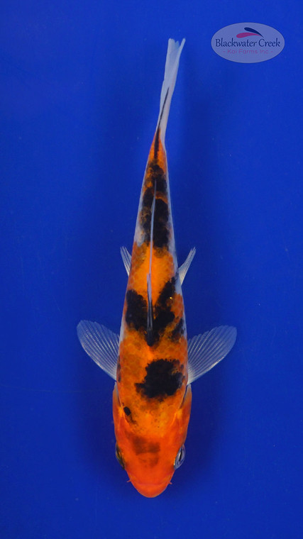 Koi 532 3-4 inches [PW-T3-532]
