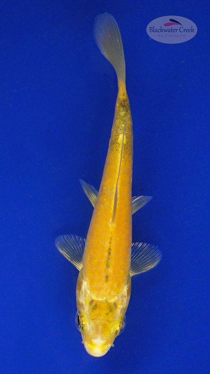 Koi 533 3-4 inches [PW-T3-533]