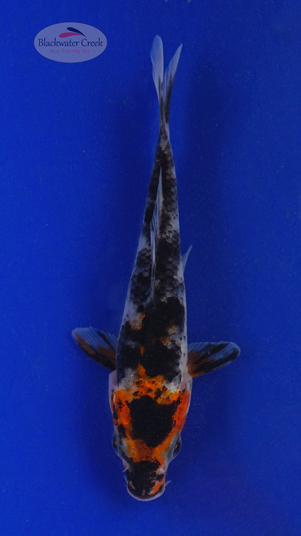 Koi 547 3-4 inches [PW-T3-547]