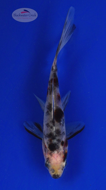 Goldfish 549 3-4 inches [PW-T3-549]