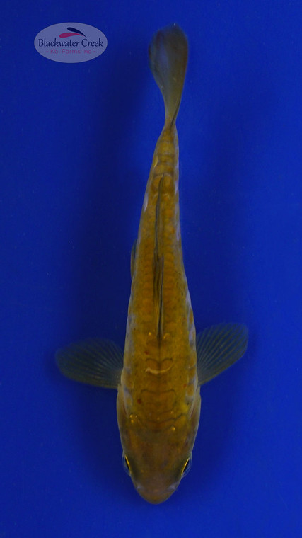 Koi 552 3-4 inches [PW-T2-552]