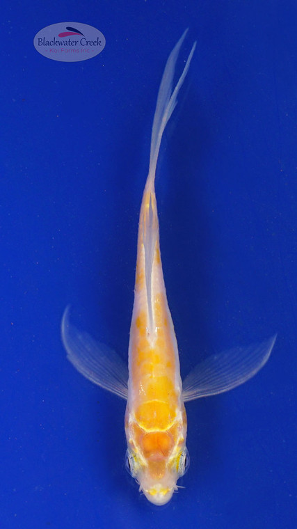 Koi 558 3-4 inches [PW-T2-558]