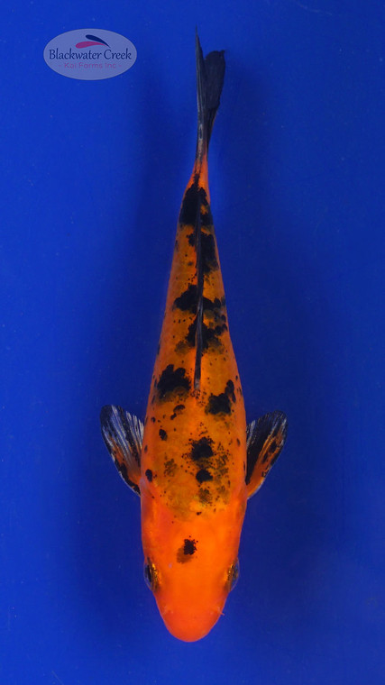 Koi 561 3-4 inches [PW-T2-561]