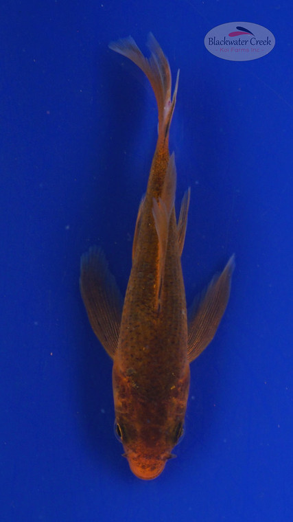 Koi 563 3-4 inches [PW-T2-563]