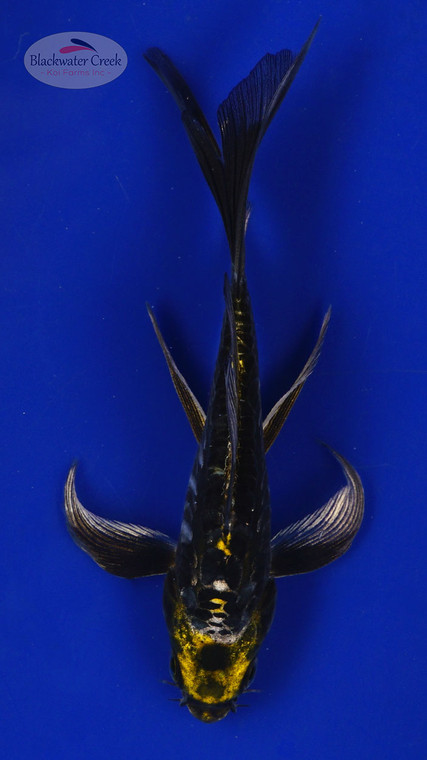 Koi 564 3-4 inches [PW-T6-564]