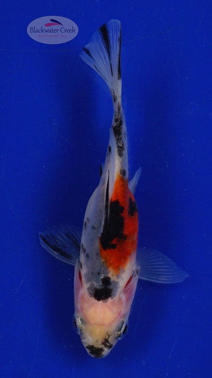 Goldfish 568 3-4 inches [PW-T6-568]