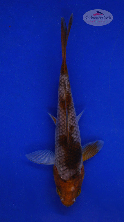 Koi 571 3-4 inches [PW-T6-571]