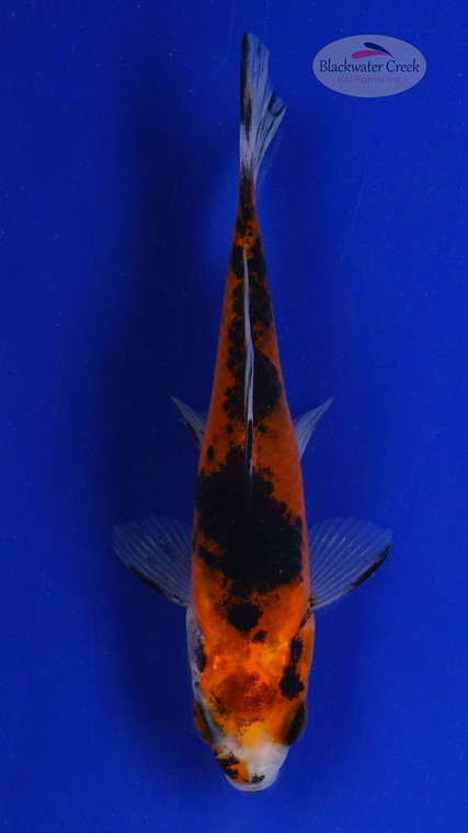 Goldfish 572 3-4 inches [PW-T6-572]