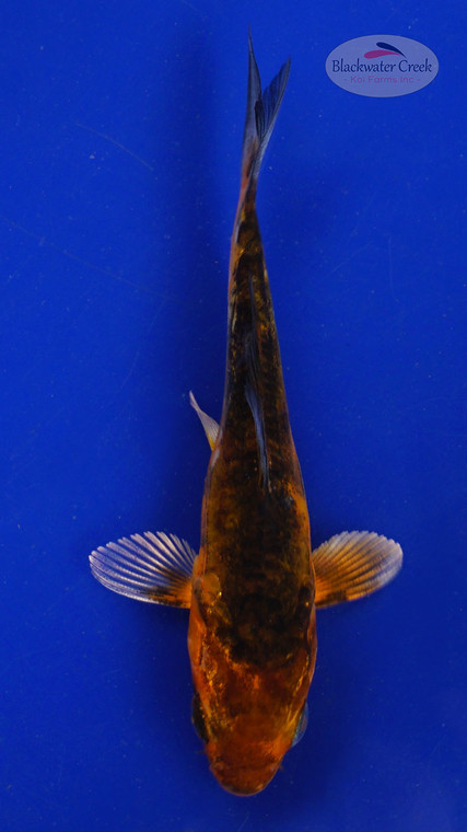 Koi 575 3-4 inches [PW-T6-575]