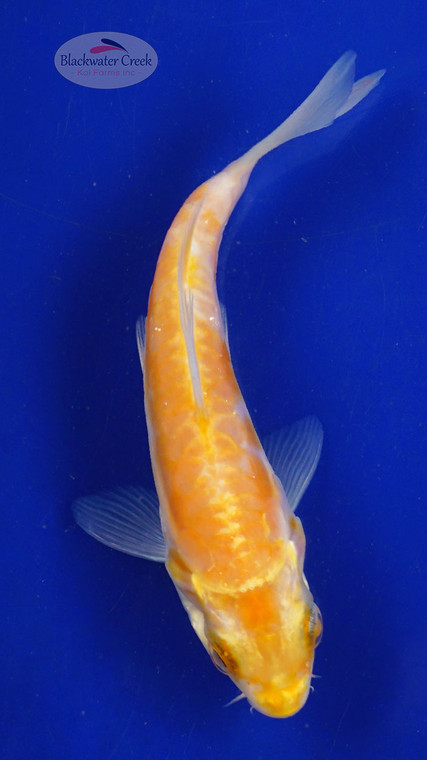Koi 576 3-4 inches [PW-T6-576]