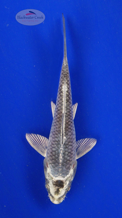 Koi 579 3-4 inches [PW-T6-579]