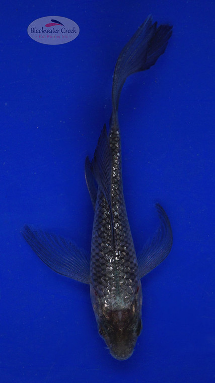Koi 581 3-4 inches [PW-T6-581]