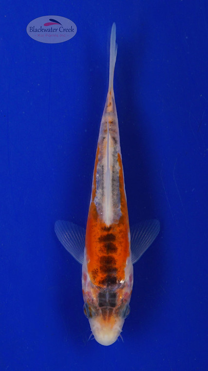 Koi 582 3-4 inches [PW-T6-582]