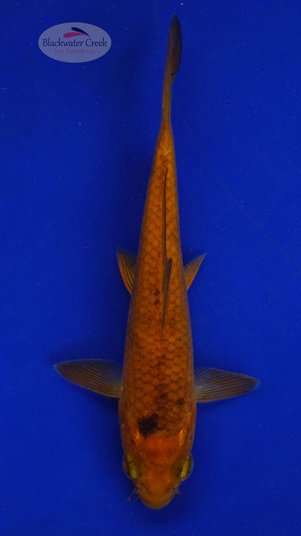 Koi 583 3-4 inches [PW-T6-583]