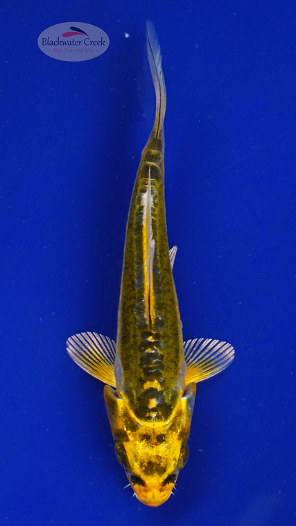 Koi 584 3-4 inches [PW-T6-584]