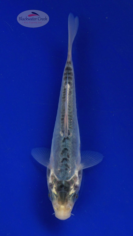 Koi 585 3-4 inches [PW-T6-585]