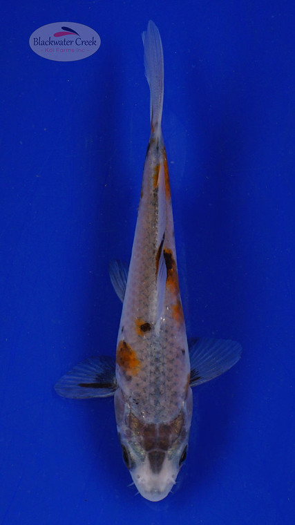 Koi 587 3-4 inches [PW-T6-587]
