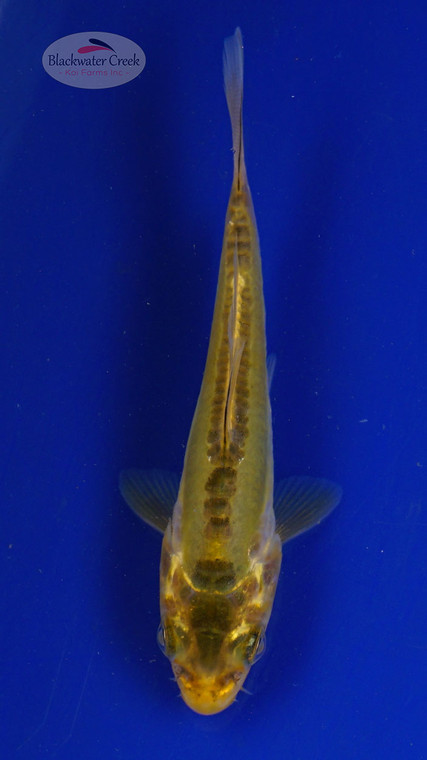 Koi 588 3-4 inches [PW-T6-588]