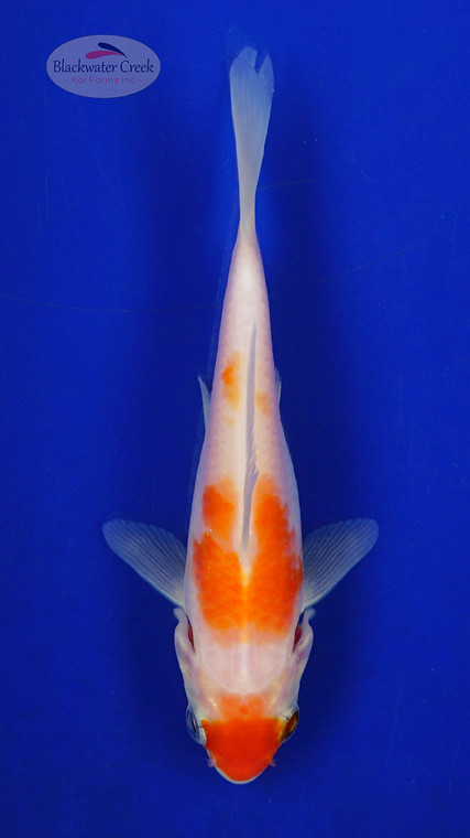 Koi 589 3-4 inches [PW-T9-589]