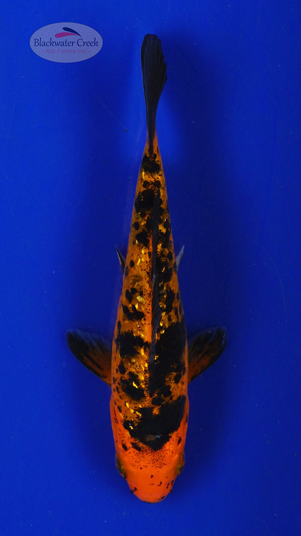 Koi 594 3-4 inches [PW-T9-594]