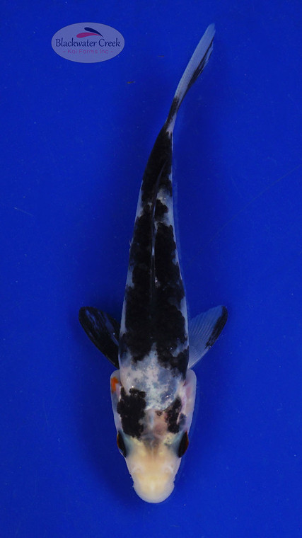 Koi 598 3-4 inches [PW-T9-598]
