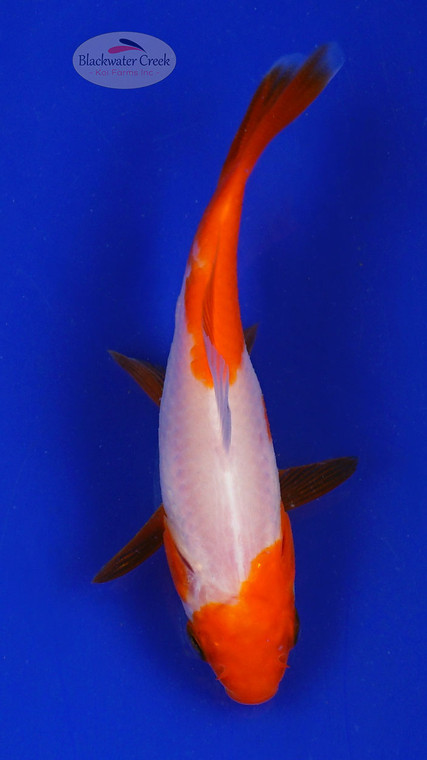 Goldfish 599 3-4 inches [PW-T9-599]