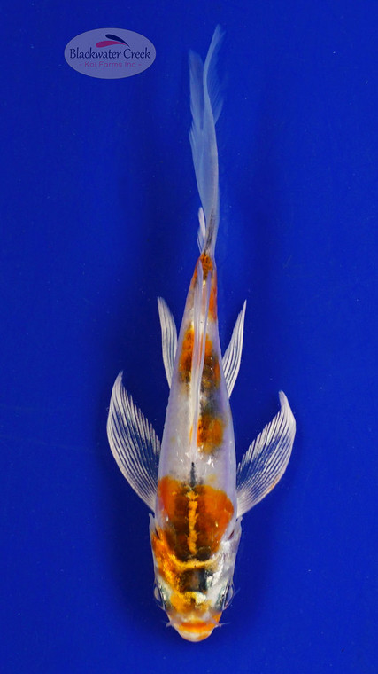 Koi 601 3-4 inches [PW-T9-601]