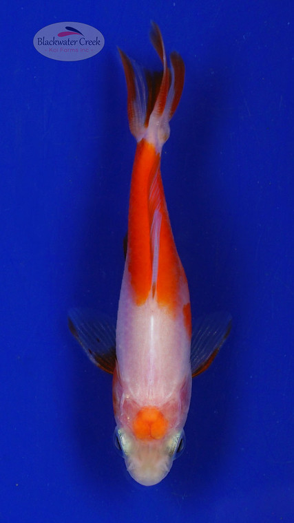 Goldfish 602 3-4 inches [PW-T9-602]
