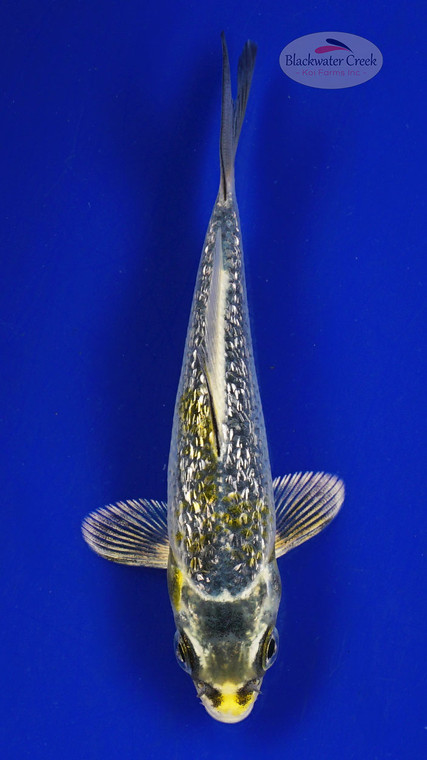 Koi 606 3-4 inches [PW-T9-606]