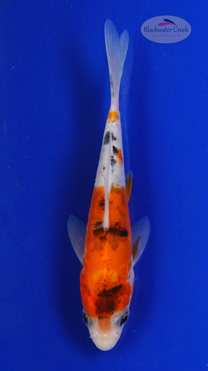 Koi 610 3-4 inches [PW-T10-610]