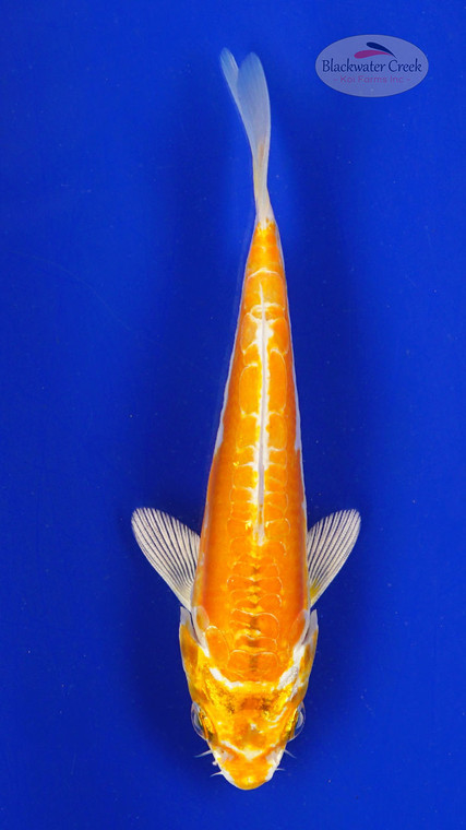 Koi 614 3-4 inches [PW-T10-614]