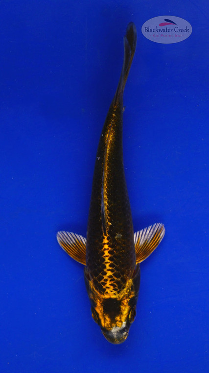 Koi 615 3-4 inches [PW-T10-615]