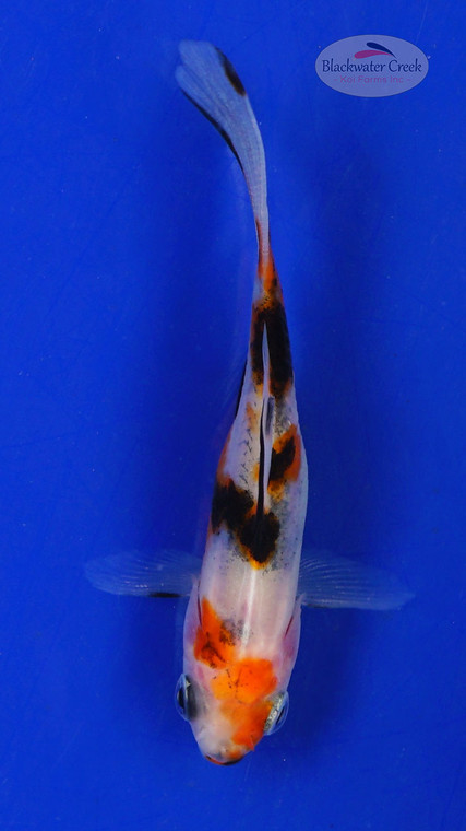 Goldfish 616 3-4 inches [PW-T10-616]