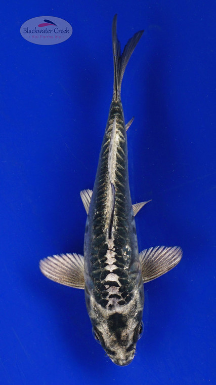 Koi 619 3-4 inches [PW-T10-619]