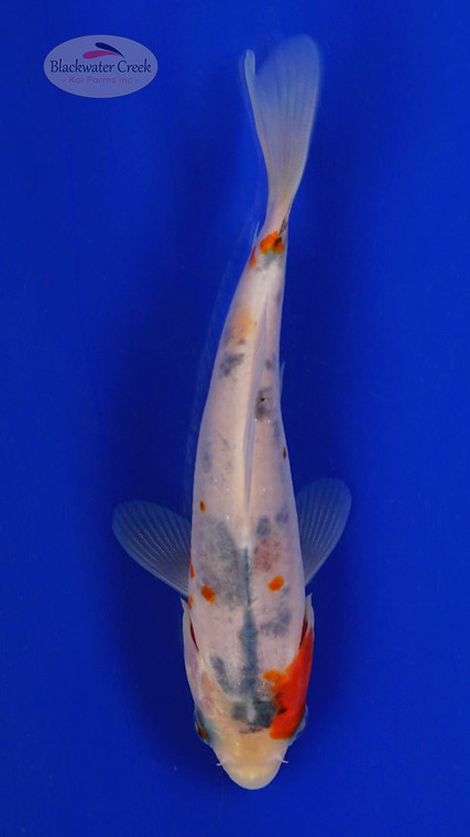Koi 620 3-4 inches [PW-T10-620]