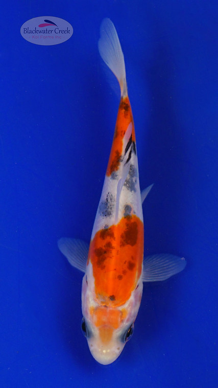 Koi 621 3-4 inches [PW-T10-621]