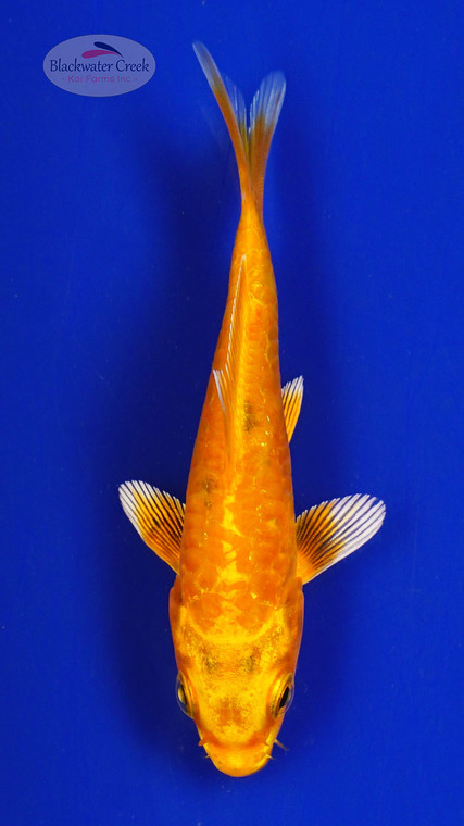 Koi 622 3-4 inches [PW-T10-622]