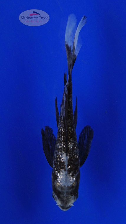 Koi 627 3-4 inches [PW-T10-627]