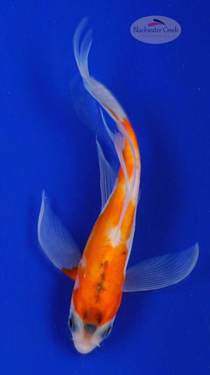 Koi 628 3-4 inches [PW-T10-628]
