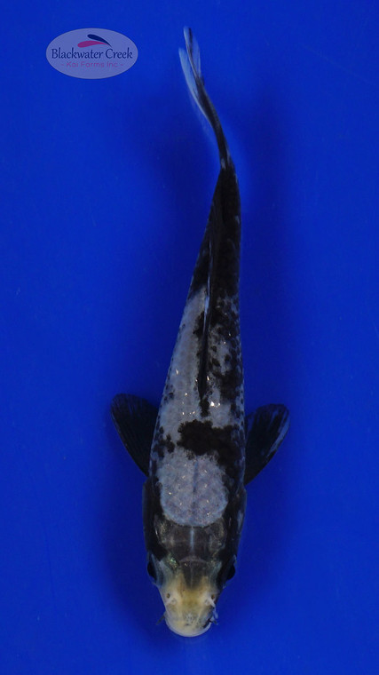 Koi 630 3-4 inches [PW-T10-630]