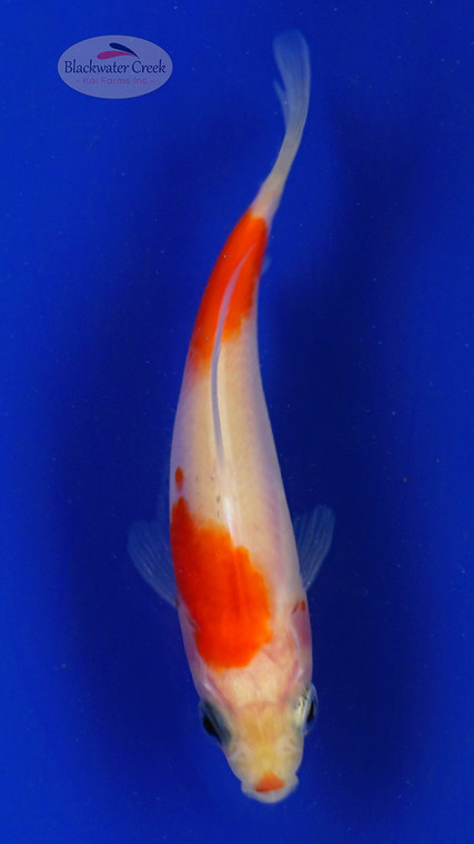 Goldfish 632 3-4 inches [PW-T10-632]