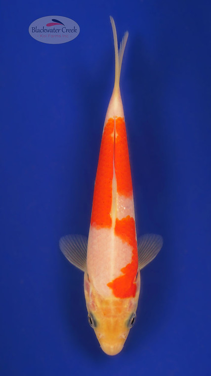Kohaku 5-6 inches [G26-T87-3]