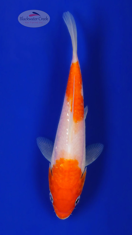 Gin Rin Kohaku 5-6 inches [G26-T91-4]