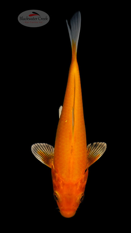 Orenji 5-6 inches [G26-T91-5]
